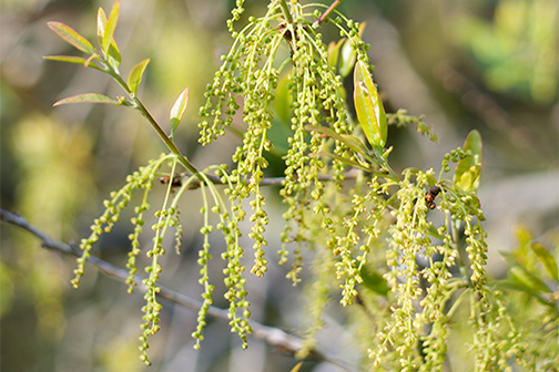 oak pollen